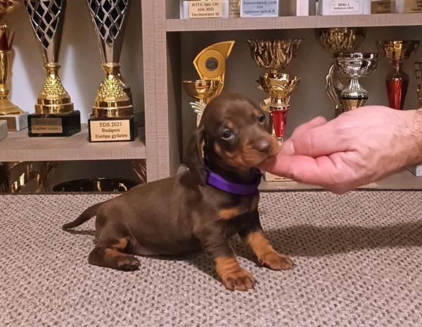 Gabby Dachshund Gabby Dachshund