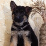 Ivita-female-German-shepherd-puppy-for-sale-1 (1)