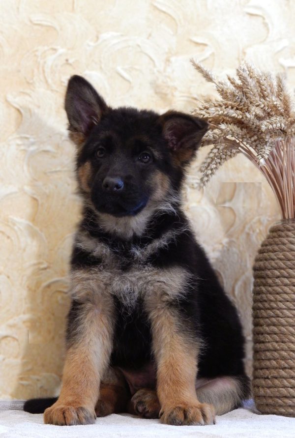 Ivita German Shepherd Ivita German Shepherd