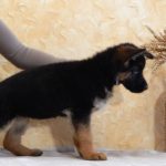 Ivita-female-German-shepherd-puppy-for-sale-1 (2)