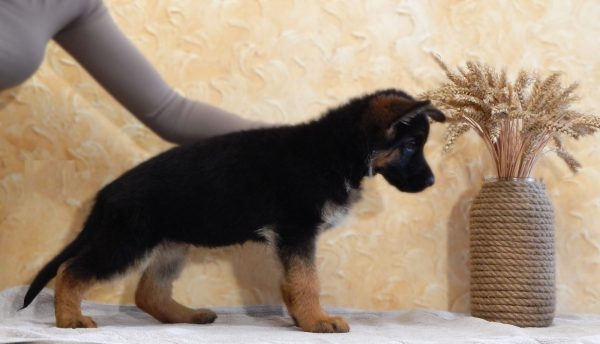 Ivita German Shepherd Ivita German Shepherd