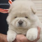 Juliette-female-chow-chow-puppy-for-sale-1 (2)