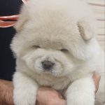 Juliette-female-chow-chow-puppy-for-sale-1 (3)