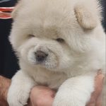 Juliette-female-chow-chow-puppy-for-sale-1 (4)