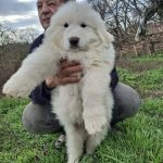 Maurice-male-great-pyrenees-puppy-for-sale-1