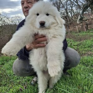 Maurice Great Pyrenees