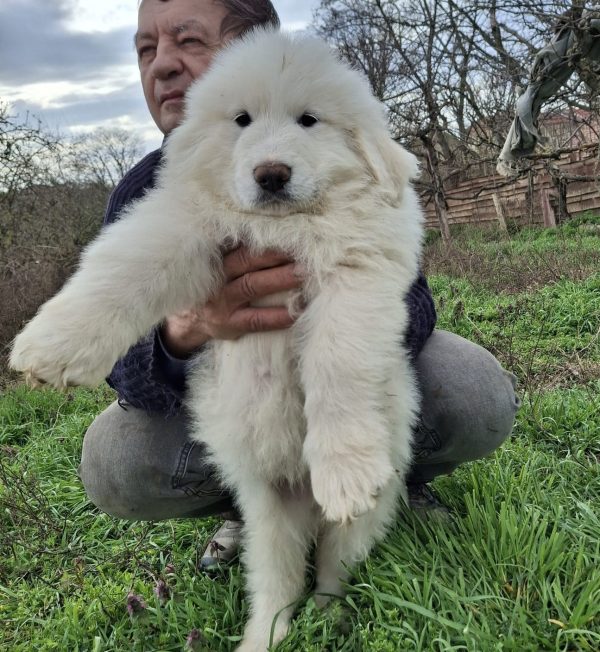 Maurice Great Pyrenees Maurice Great Pyrenees