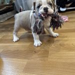 Milla-female-English-Bulldog-puppy-for-sale-1