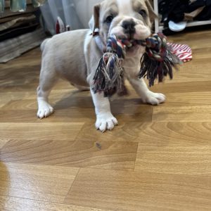 Milla English Bulldog