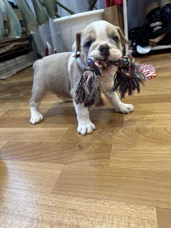 Milla English Bulldog Milla English Bulldog