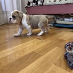 Milla-female-English-Bulldog-puppy-for-sale-2
