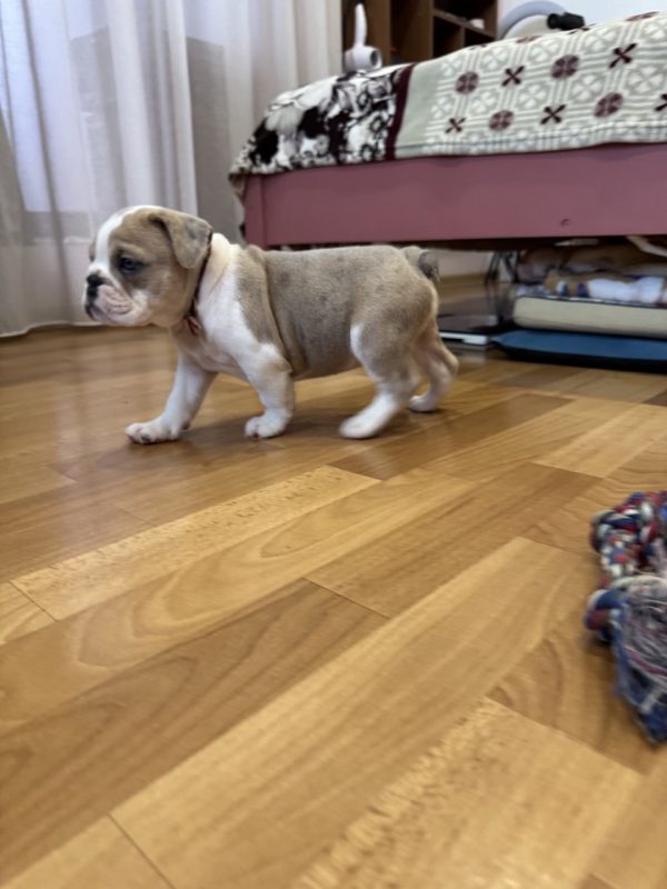 Milla English Bulldog Milla English Bulldog