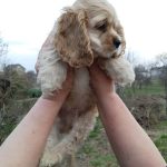Neo-male-American-Cocker-Spaniel-puppy-for-sale-1