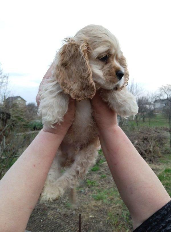 Neo American Cocker Spaniel Neo American Cocker Spaniel