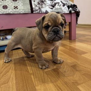 Nill English Bulldog Nill English Bulldog