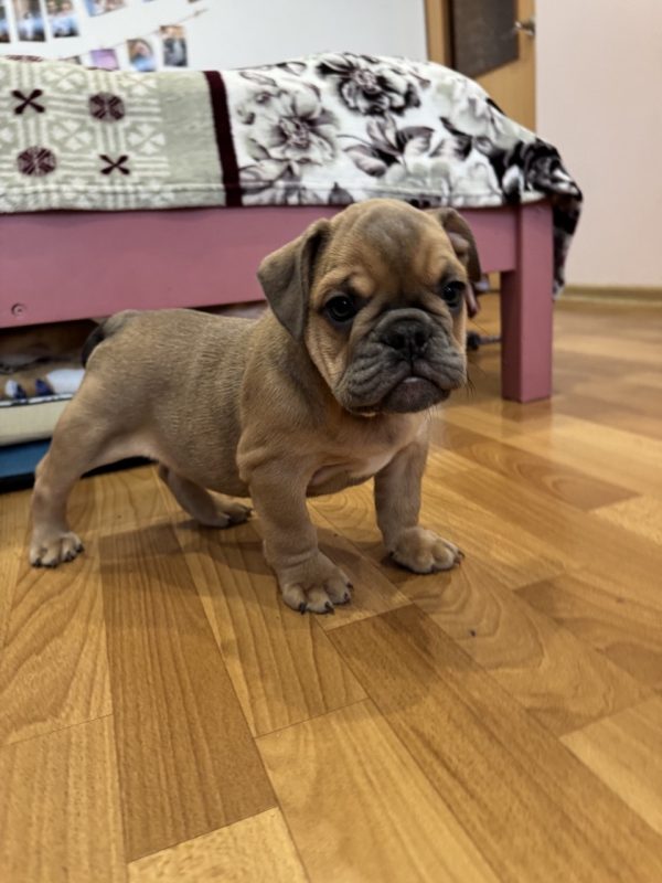 Nill English Bulldog Nill English Bulldog