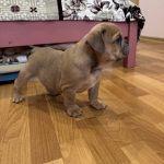 Nill-male-English-Bulldog-puppy-for-sale-2