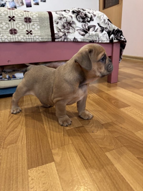 Nill English Bulldog Nill English Bulldog