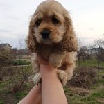 Nina-female-American-Cocker-Spaniel-puppy-for-sale-1