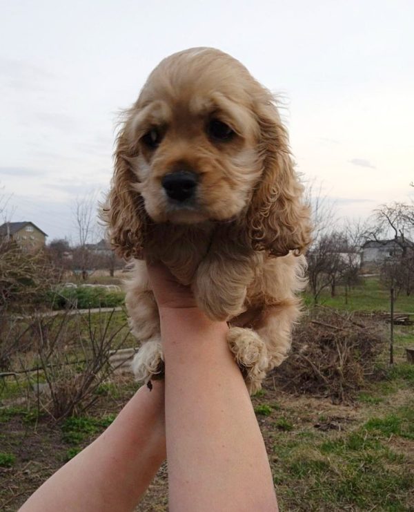 Nina American Cocker Spaniel Nina American Cocker Spaniel