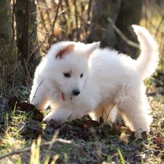 Orange-male-white-swiss-shephetd-puppy-for-sale-02-1024x745