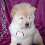 Petra-female-chow-chow-puppy-for-sale-2 (1)