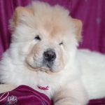 Petra-female-chow-chow-puppy-for-sale-2 (2)