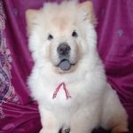 Petra-female-chow-chow-puppy-for-sale-2 (3)
