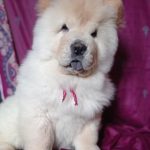 Petra-female-chow-chow-puppy-for-sale-2 (4)