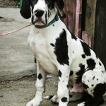 Pro-Lex-male-Great-Dane-puppy-for-sale-1