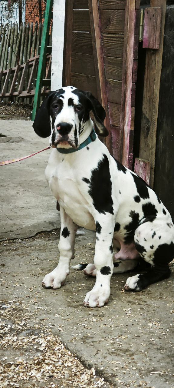 Pro Lex Great Dane Pro Lex Great Dane