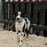 Pro-Lex-male-Great-Dane-puppy-for-sale-2