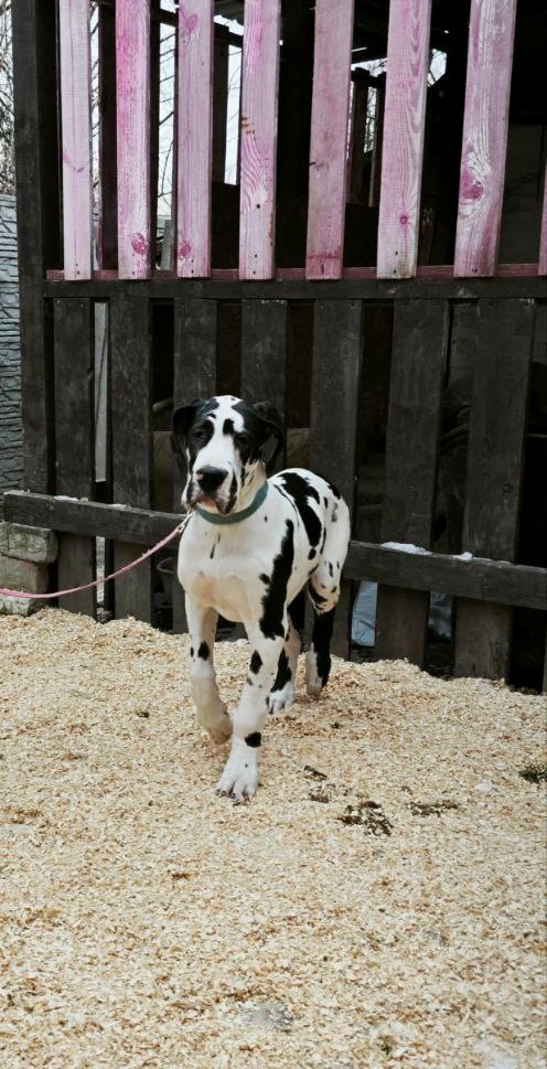 Pro Lex Great Dane Pro Lex Great Dane