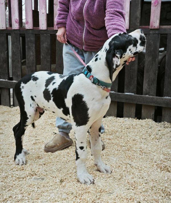 Pro Lex Great Dane Pro Lex Great Dane