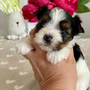 Fiara Biewer Yorkshire Terrier