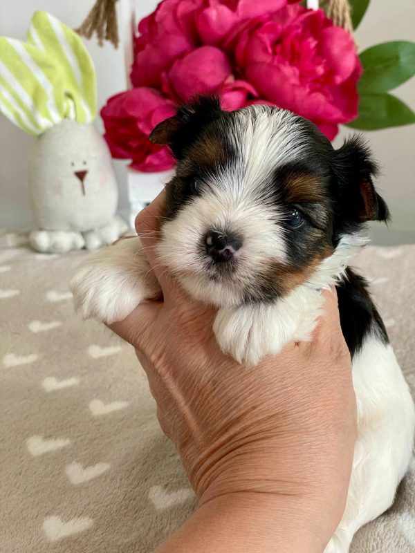 Fiara Biewer Yorkshire Terrier Fiara Biewer Yorkshire Terrier