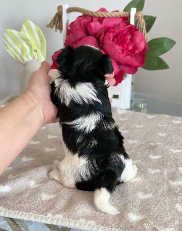 Fiara Biewer Yorkshire Terrier Fiara Biewer Yorkshire Terrier