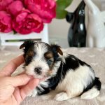 Toffy Biewer Yorkshire Terrier