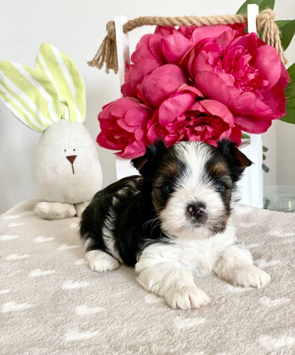 Fiara Biewer Yorkshire Terrier Fiara Biewer Yorkshire Terrier