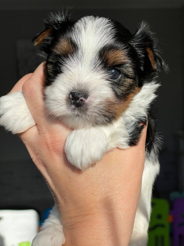 Fiara Biewer Yorkshire Terrier Fiara Biewer Yorkshire Terrier