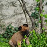 Eme-female-Malinois-puppy-for-sale-1 (1)