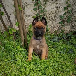 Eme Malinois