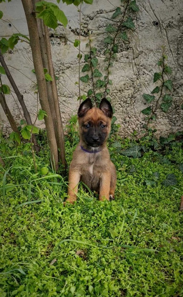 Eme Malinois