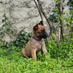 Eme-female-Malinois-puppy-for-sale-1 (3)