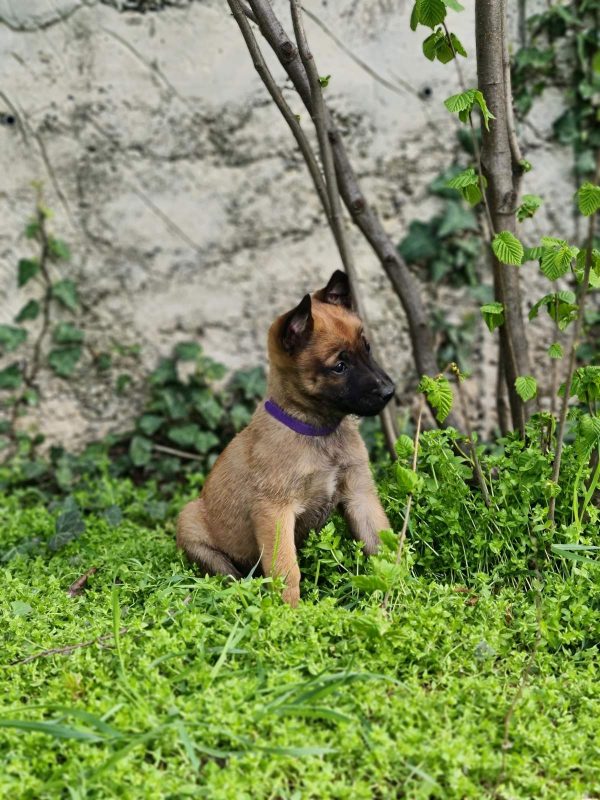 Eme Malinois