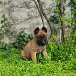 Eme-female-Malinois-puppy-for-sale-1 (4)