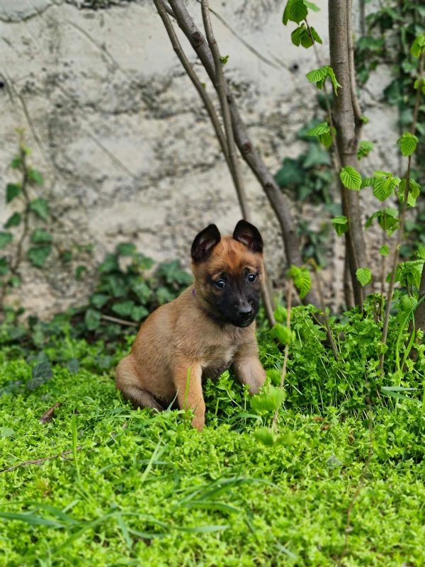 Eme Malinois