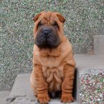 Edvin Shar Pei