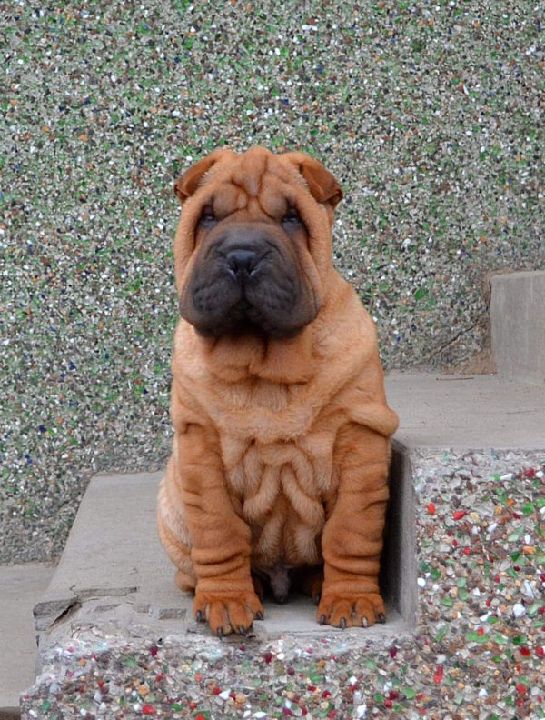 Idol Shar Pei