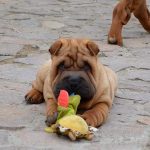 Idol-male-Shar-Pei-puppy-for-sale-2
